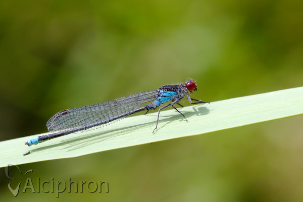 Erythromma najas