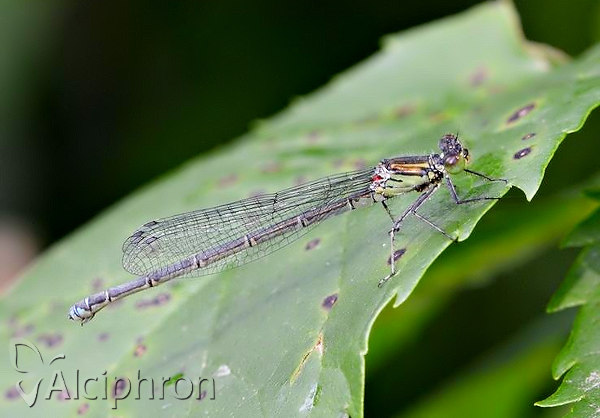 Erythromma viridulum