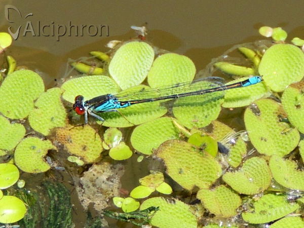 Erythromma viridulum