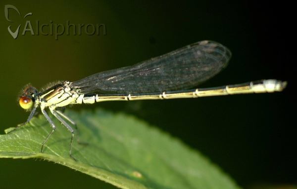 Erythromma viridulum
