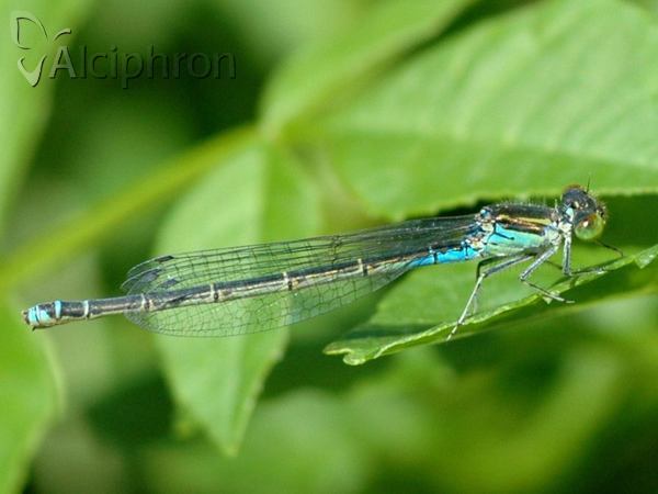 Erythromma viridulum