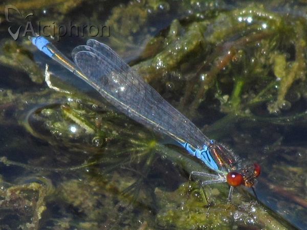 Erythromma viridulum