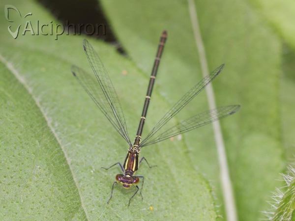Erythromma viridulum