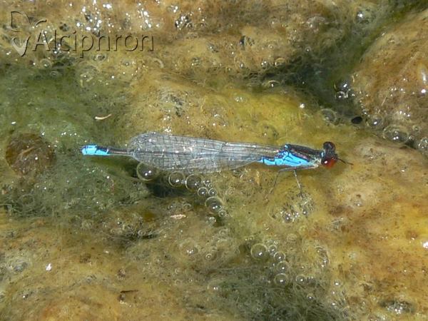 Erythromma viridulum