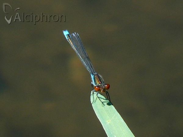 Erythromma viridulum
