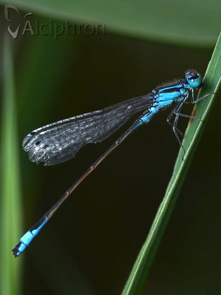Ischnura elegans