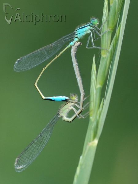 Ischnura elegans
