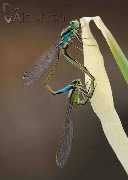 Ischnura elegans