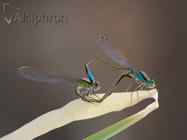 Ischnura elegans