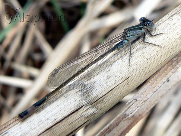 Ischnura elegans