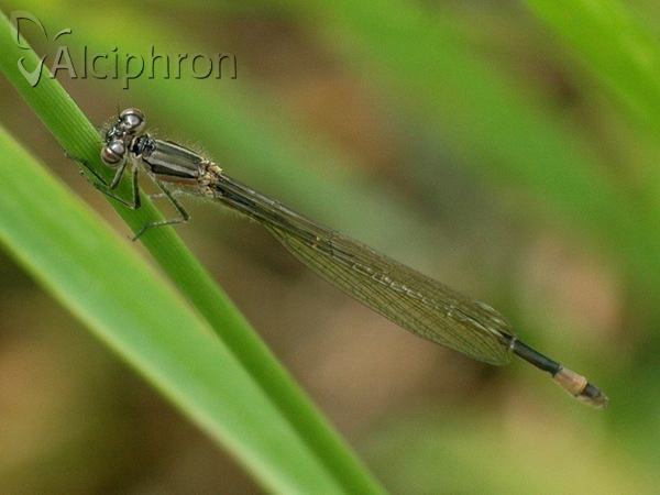 Ischnura elegans