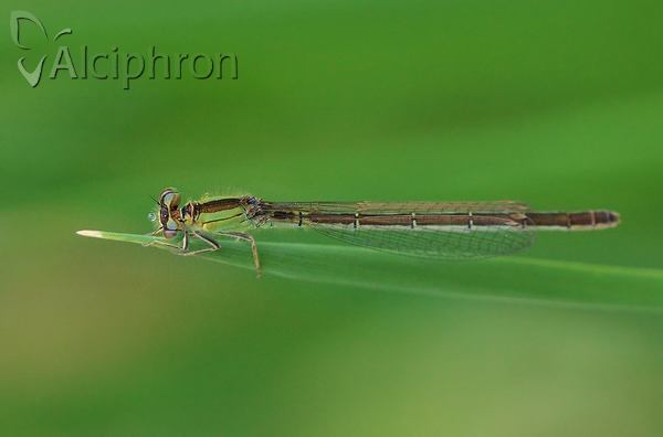 Ischnura pumilio