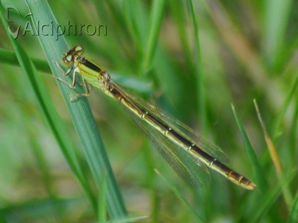 Ischnura pumilio