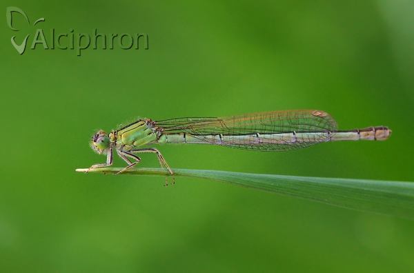 Ischnura pumilio