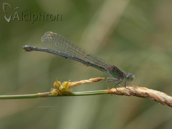 Ischnura pumilio