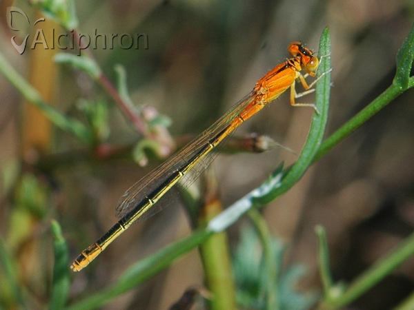 Ischnura pumilio