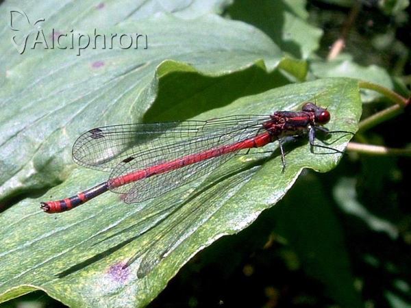 Pyrrhosoma nymphula