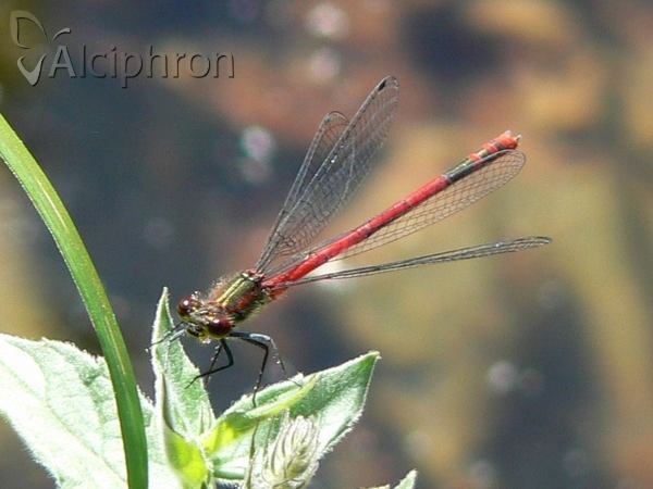 Pyrrhosoma nymphula