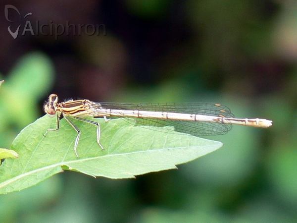 Platycnemis pennipes