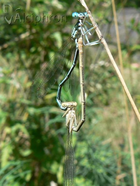 Platycnemis pennipes