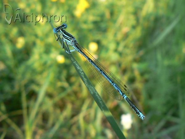 Platycnemis pennipes