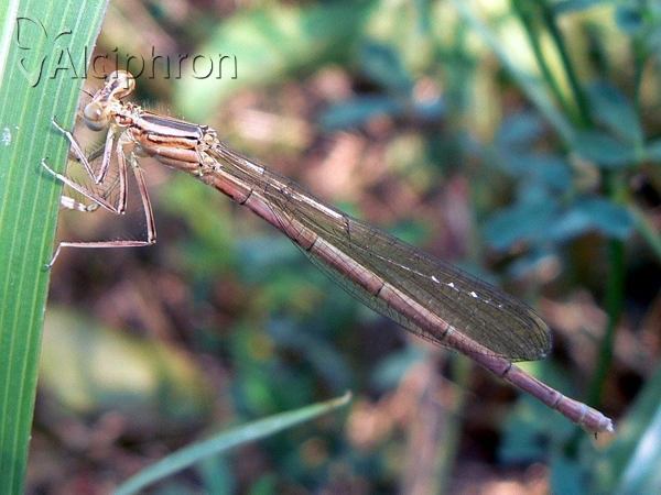Platycnemis pennipes