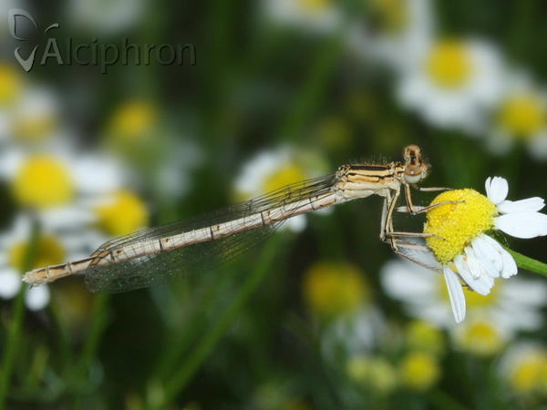 Platycnemis pennipes