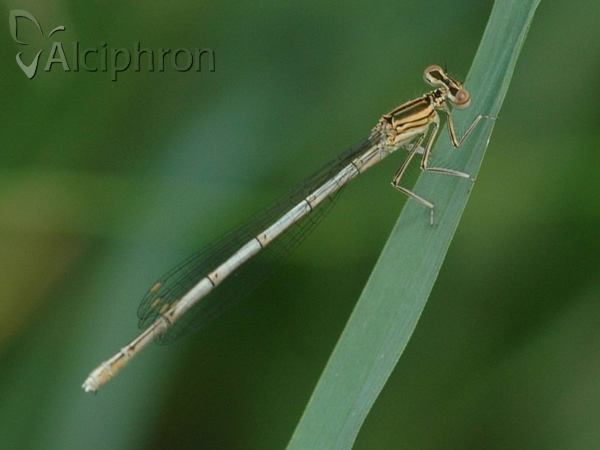 Platycnemis pennipes
