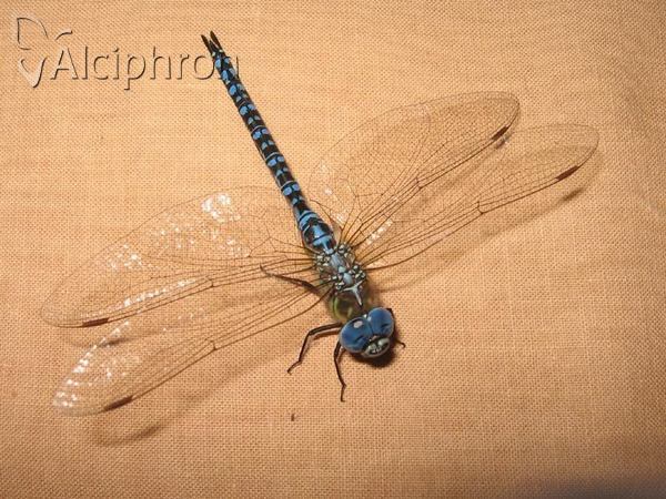 Aeshna affinis
