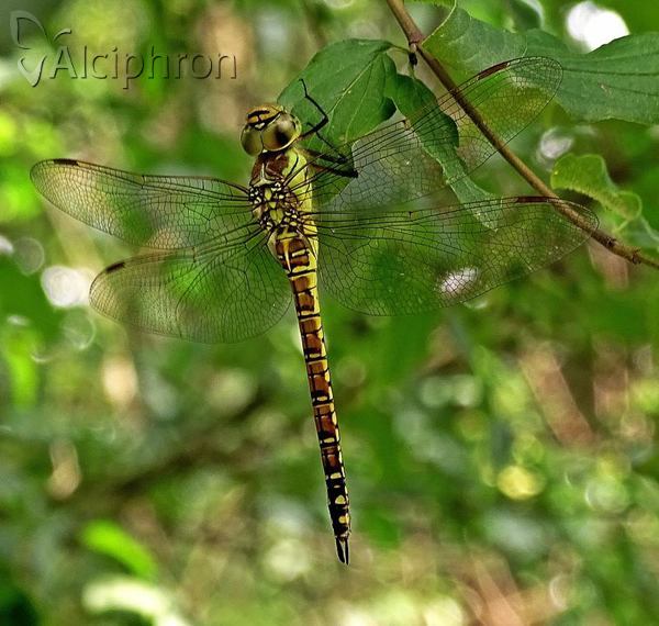 Aeshna affinis