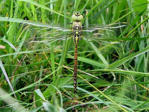 Aeshna affinis