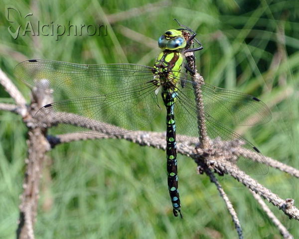 Aeshna cyanea