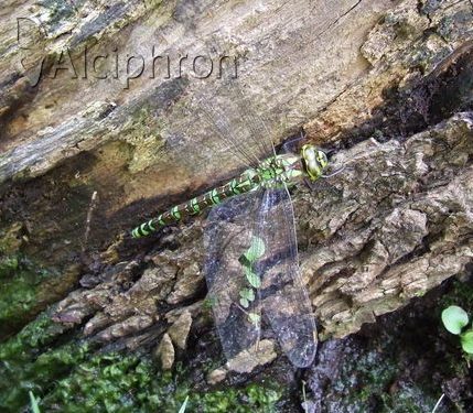Aeshna cyanea