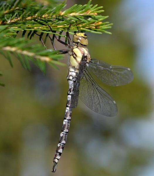 Aeshna cyanea