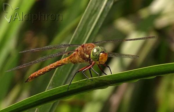 Aeshna isoceles