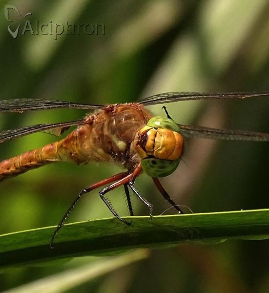 Aeshna isoceles