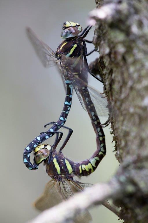 Aeshna juncea