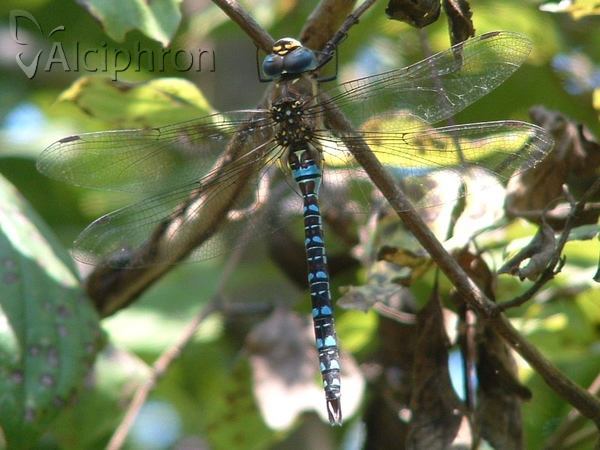 Aeshna mixta