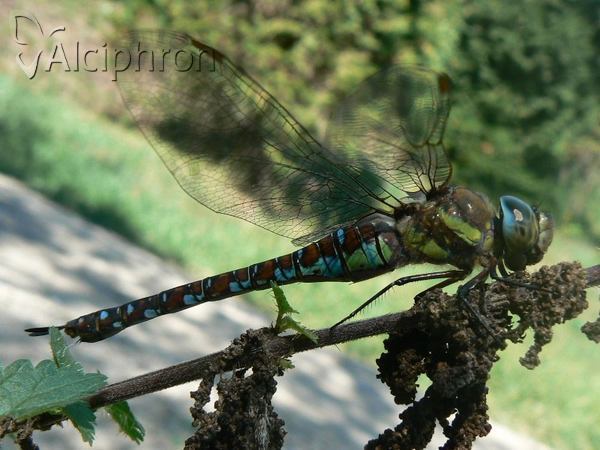 Aeshna mixta