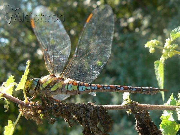 Aeshna mixta