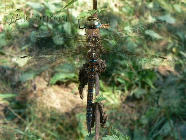 Aeshna mixta