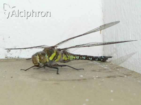 Aeshna mixta
