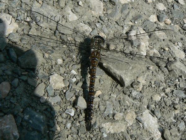 Aeshna mixta
