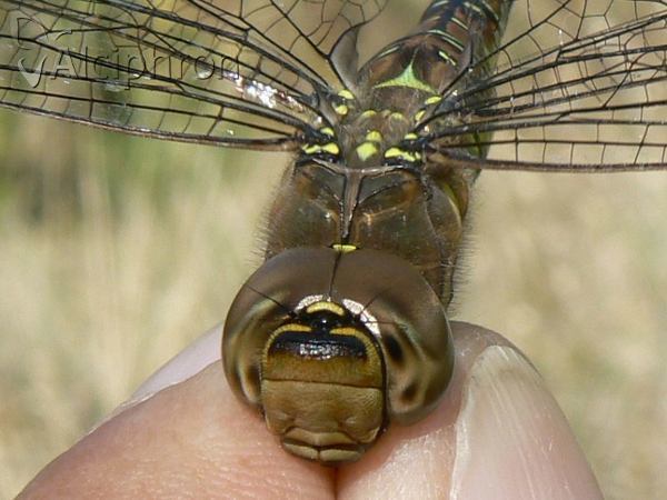 Aeshna mixta