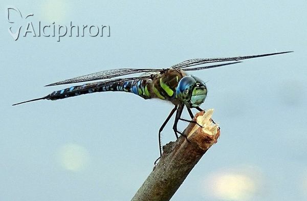 Aeshna mixta