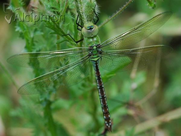 Anax imperator