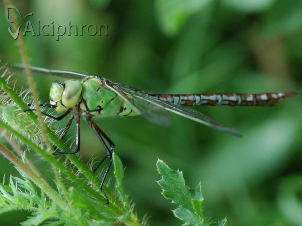 Anax imperator