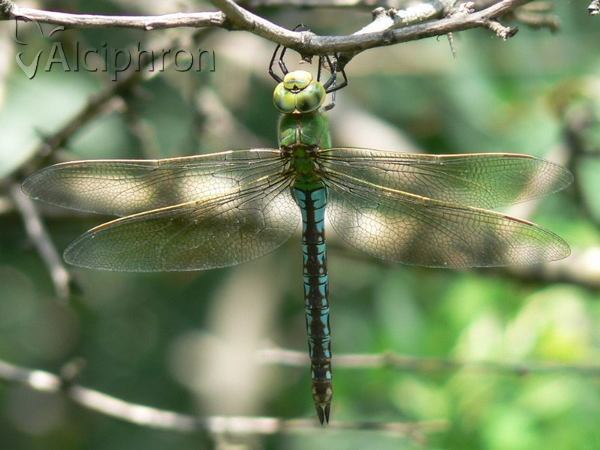 Anax imperator