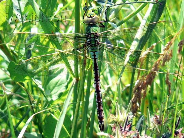 Anax imperator