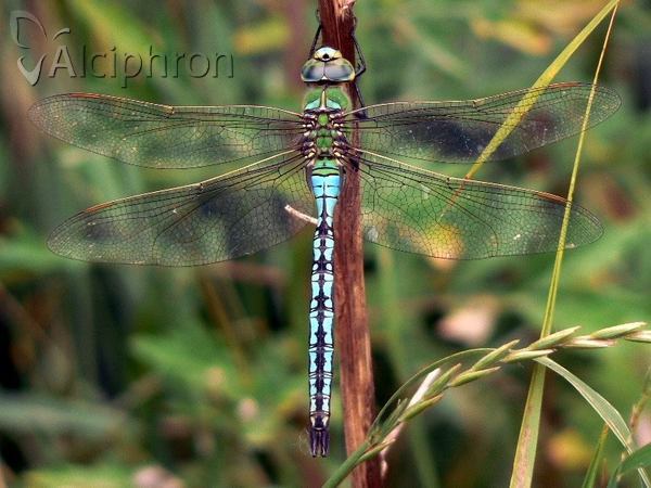 Anax imperator